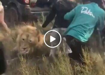(Fotokrediet: Skermgreep uit die video)