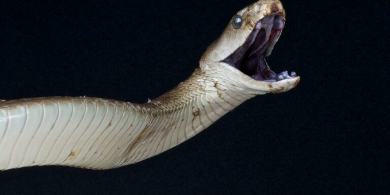 KZN vrou steeds kritiek na swart mamba haar byt