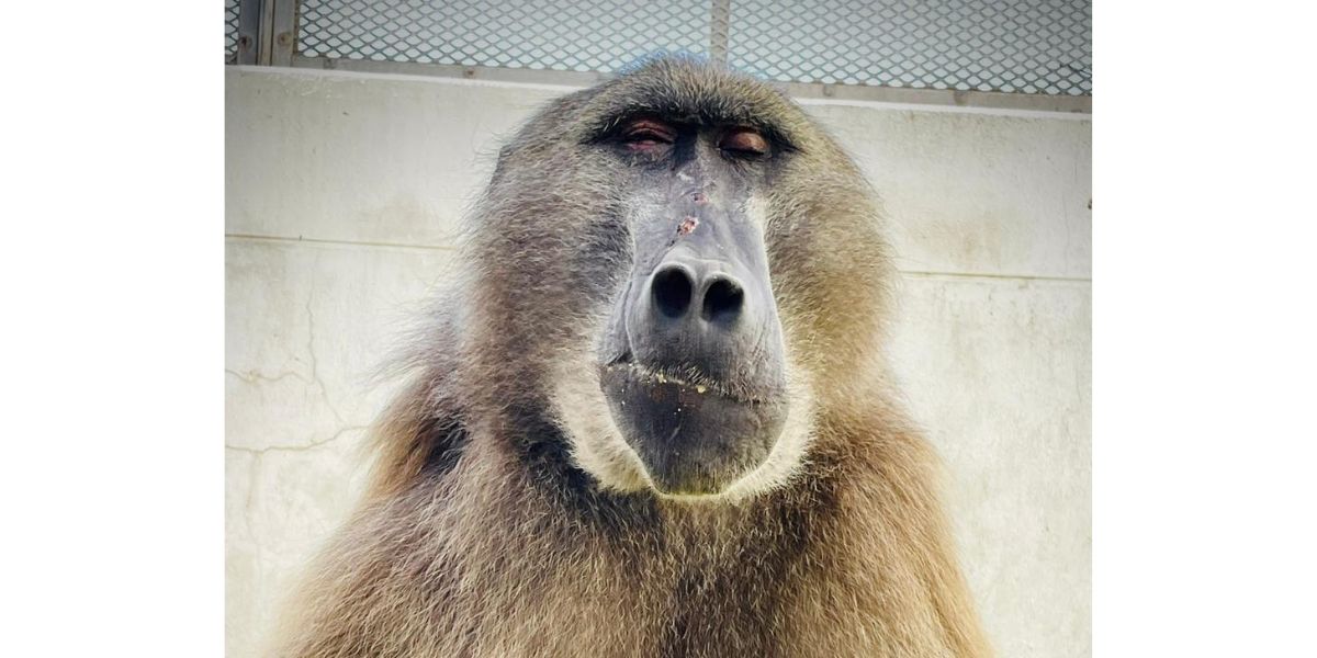 Bobbejaan uitgesit na peper koeël in die gesig hom verblind