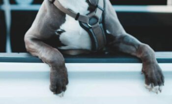 FOTO BLOOT TER ILLUSTRASIE. (Fotokrediet: Unsplash)