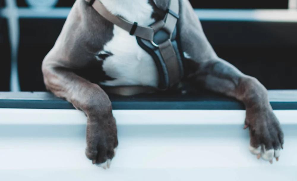 FOTO BLOOT TER ILLUSTRASIE. (Fotokrediet: Unsplash)