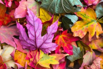 (Fotokrediet: Unsplash)