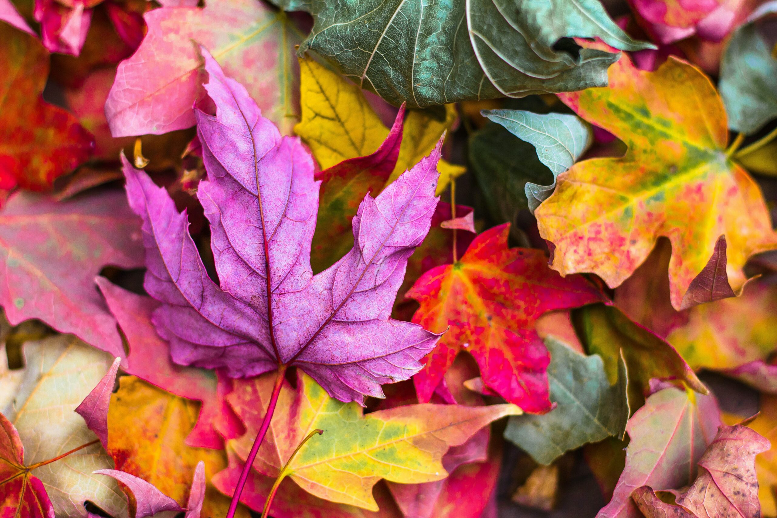 (Fotokrediet: Unsplash)