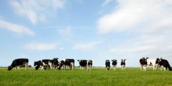 18 000 koeie dood in ontploffing