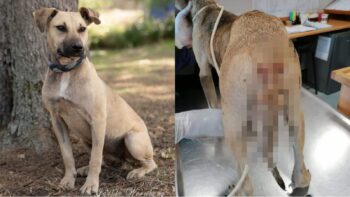 (Fotokrediet: Animal Welfare Society of SA)