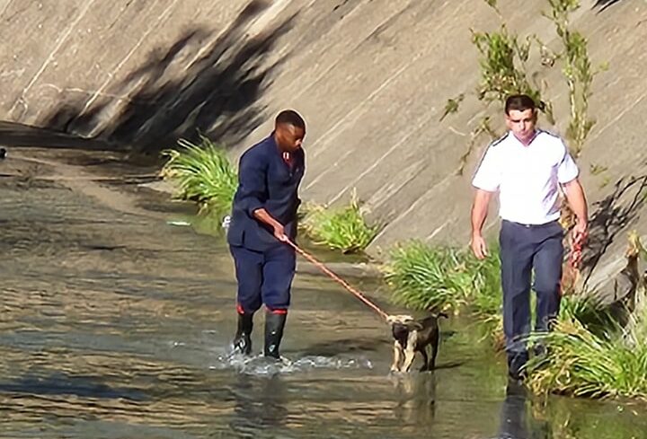 (Fotokrediet: Bloemfontein SPCA, Facebook)
