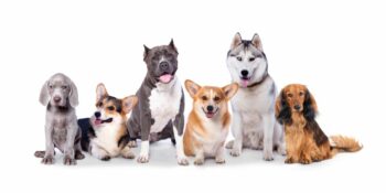 SA hondekoshandelsmerk spot met Pedigree Dog Food reeksstaking