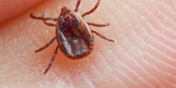 Namibië verklaar uitbraak van Crimean-Congo fever na pasiënt sterf