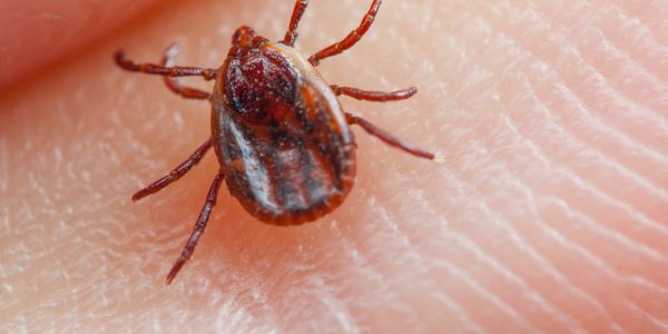 Namibië verklaar uitbraak van Crimean-Congo fever na pasiënt sterf