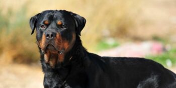 Honde wat pensionaris aanval steeds by huis