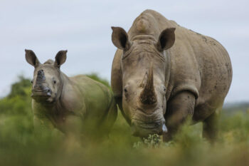 (Photo: Rhino Ridge Safari Lodge)