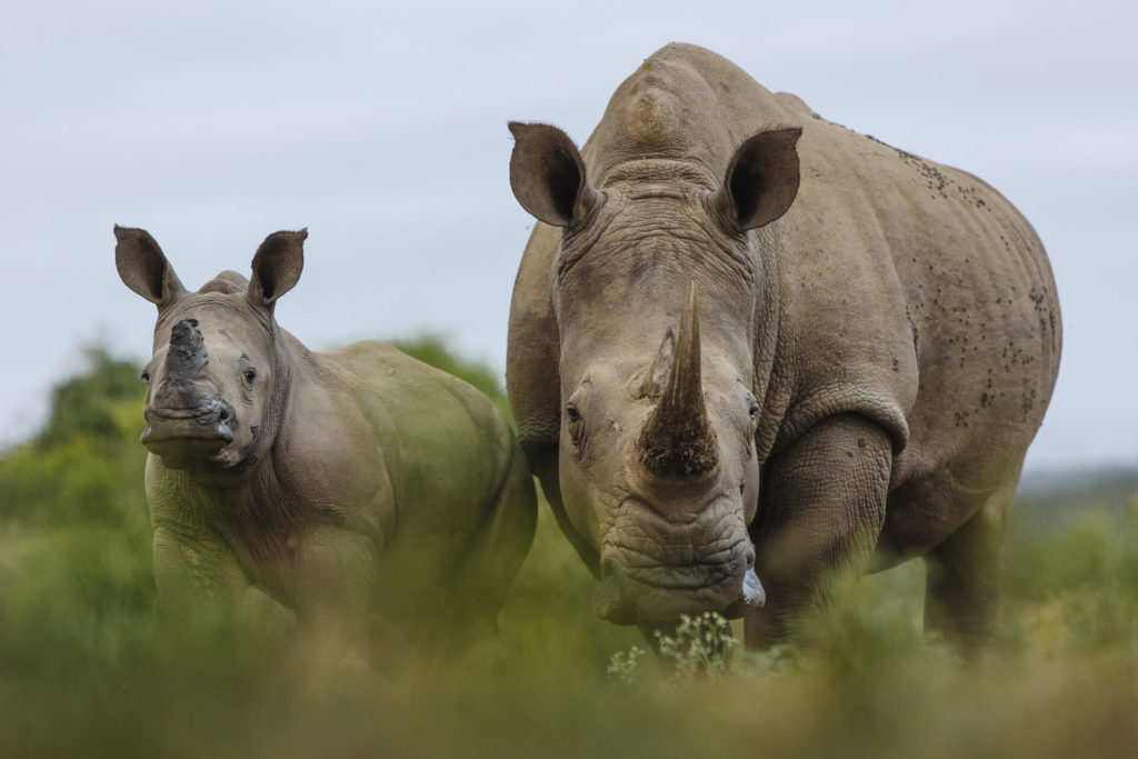 (Photo: Rhino Ridge Safari Lodge)