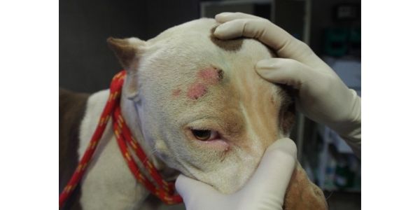 Pitbulteëler skuldig bevind op 59 aanklagtes van dieremishandeling