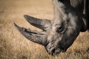 (Fotokrediet: Africa Geographic)