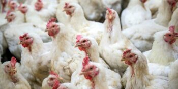 Sowat 1.3 miljoen hoenders in Wes-Kaap van kant gemaak