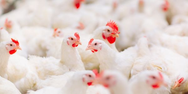 Voëlgriep in Wes-Kaap aangemeld