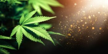 Wetsontwerp vir privaat gebruik van dagga aanvaar