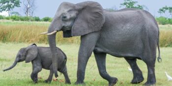 Sowat 100 olifante sterf in Zimbabwiese droogte