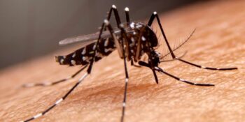 Cape Verde malaria-vry vir eerste keer in 50 jaar