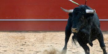 Woede oor bulgevegte weer in Mexico City plaasvind