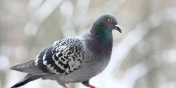 Indië laat duif verdink van spioenasie vry