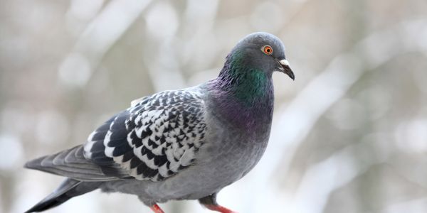 Indië laat duif verdink van spioenasie vry